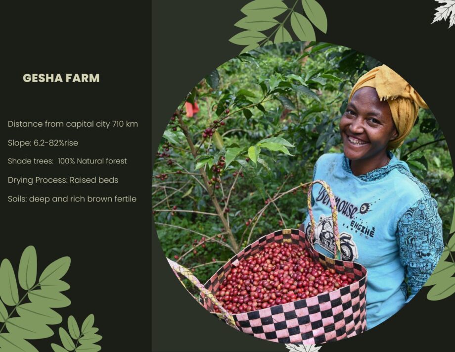 Gesha Farm – Natural – Ethiopia 2