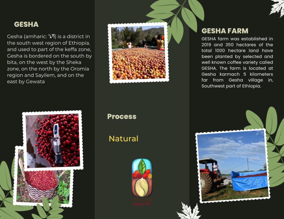 Gesha Farm – Natural – Ethiopia 3