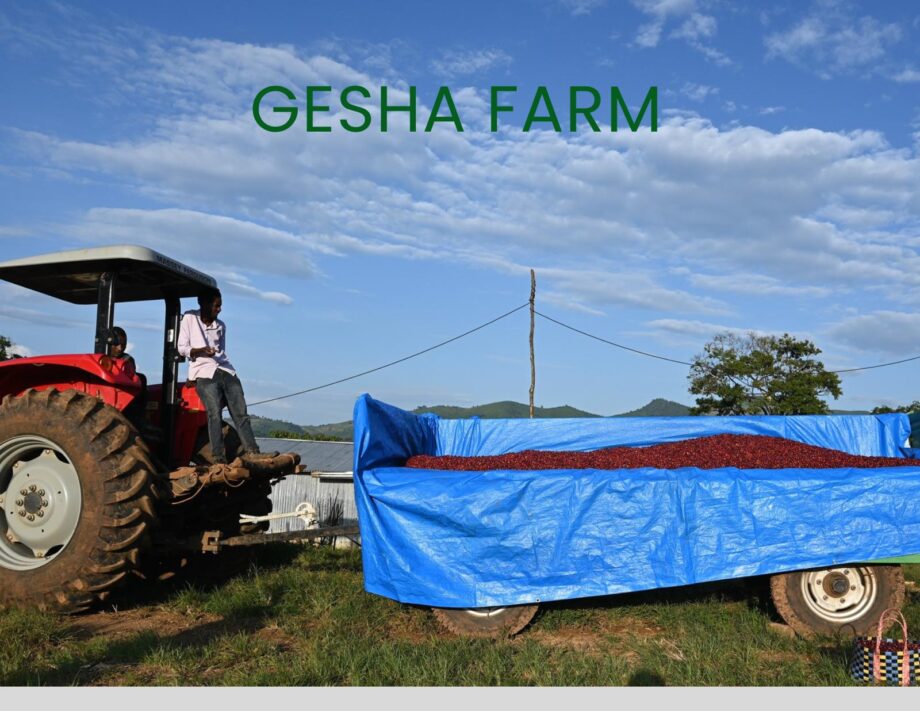 Gesha Farm – Natural – Ethiopia 4