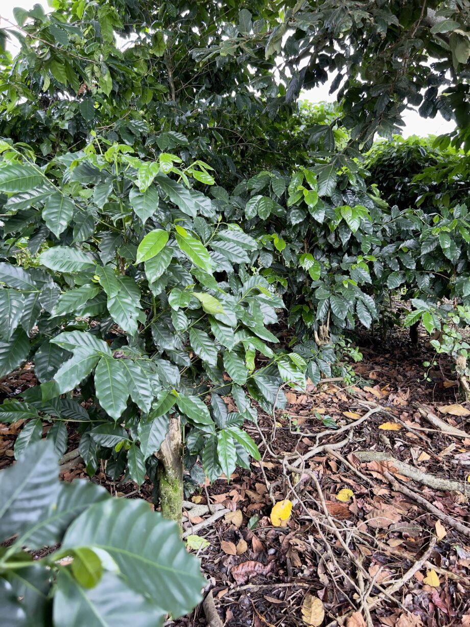 Buena Vista – El Salvador 4