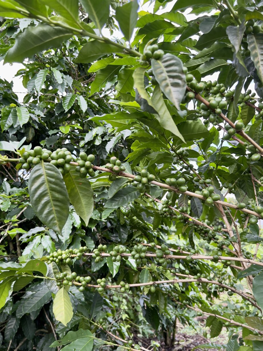 Buena Vista – El Salvador 3