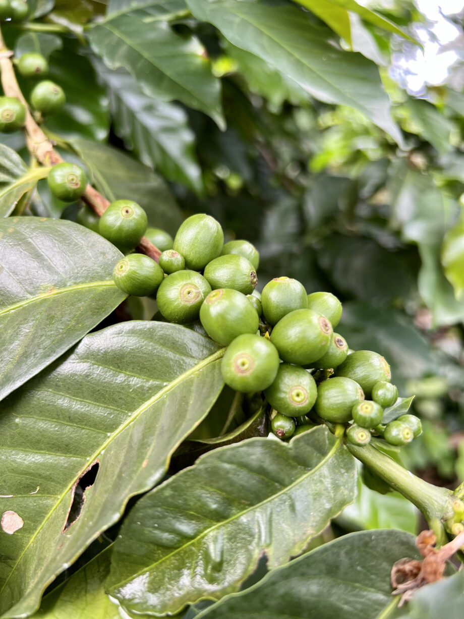 Buena Vista – El Salvador 2