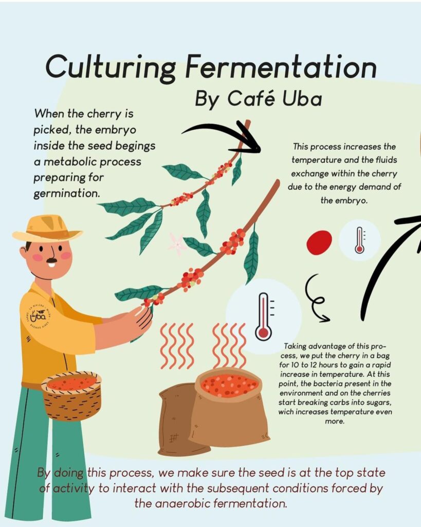 Culturing Fermentation by Cafe Uba