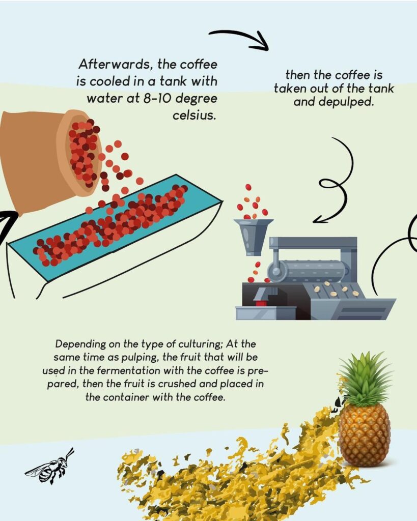 Cafe Uba Culturing cooling and depulping
