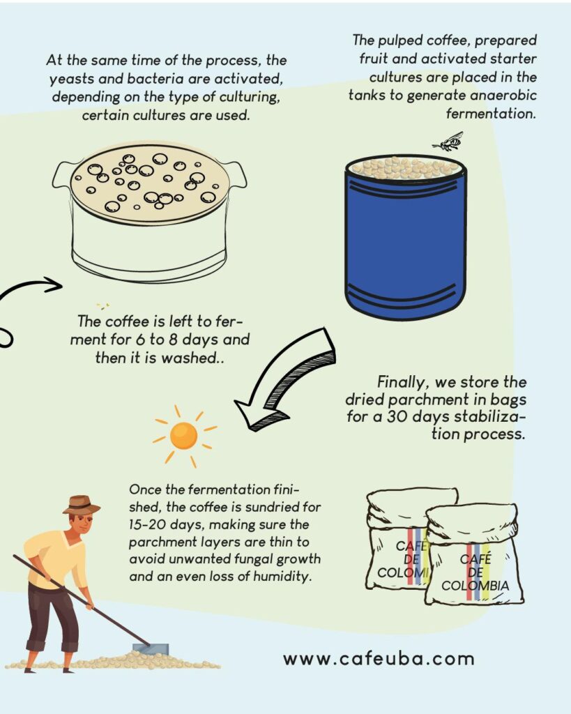 Cafe Uba Culturing anaerobic fermentation